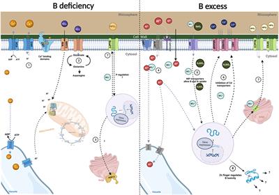Role of boron and its interaction with other elements in plants